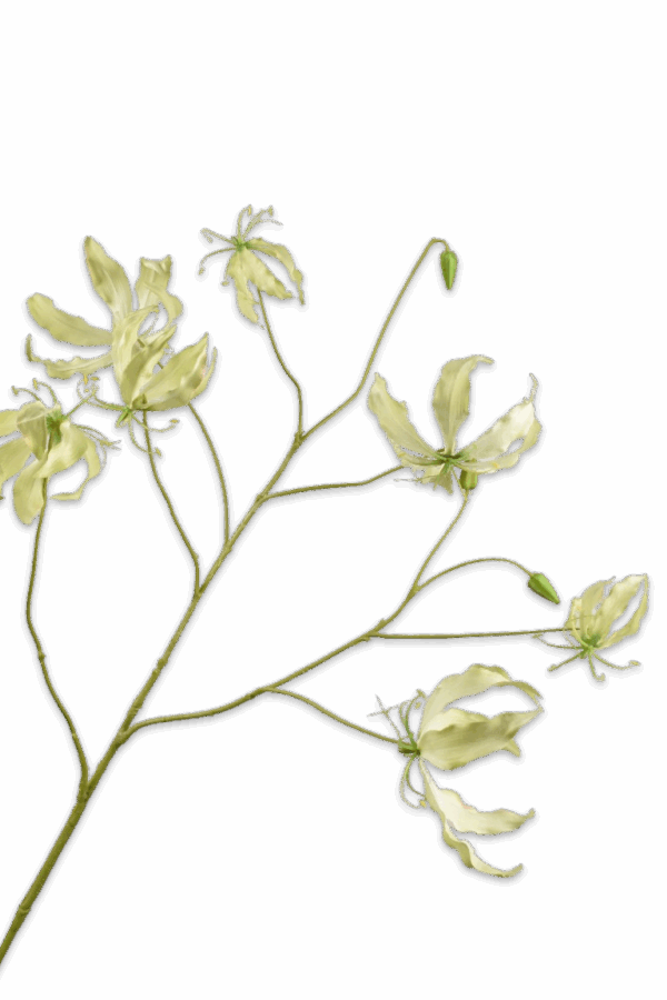 Gloriosa groen 110 cm Silk-ka