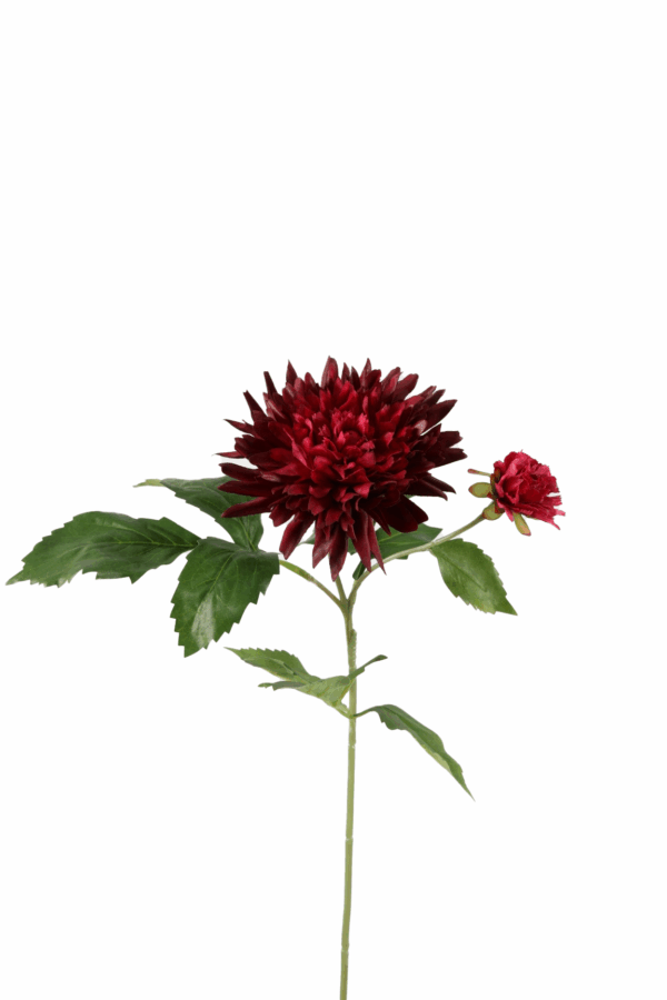 Dahlia bordeaux rood 65cm