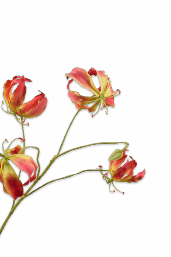 Gloriosa roze geel 89 cm Silk-ka