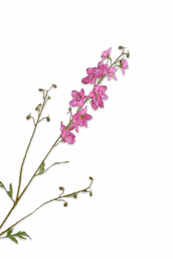 Ridderspoor Delphinium roze 101 cm Silk-ka