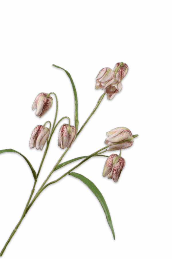 Kievitsbloem fritillaria 71 cm Silk-ka