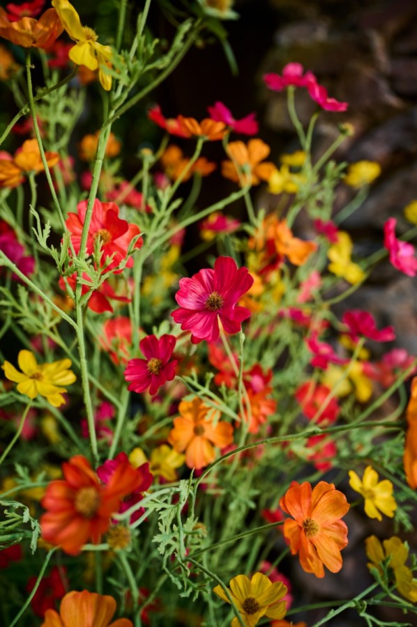 Cosmos tak roze 77 cm Silk-ka Real touch - Afbeelding 4