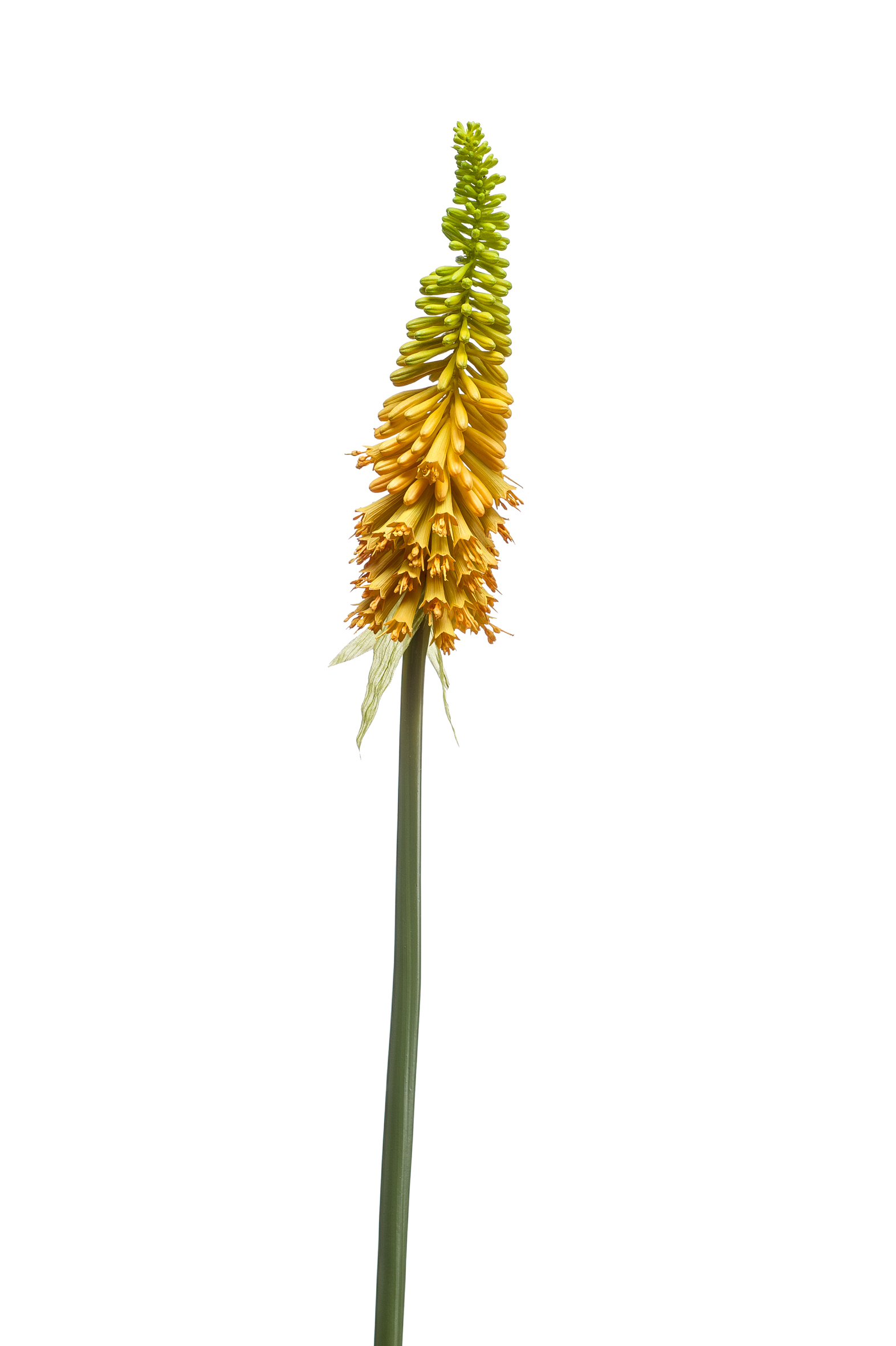 Kniphofia vuurpijl geel - H85 cm - Afbeelding 2