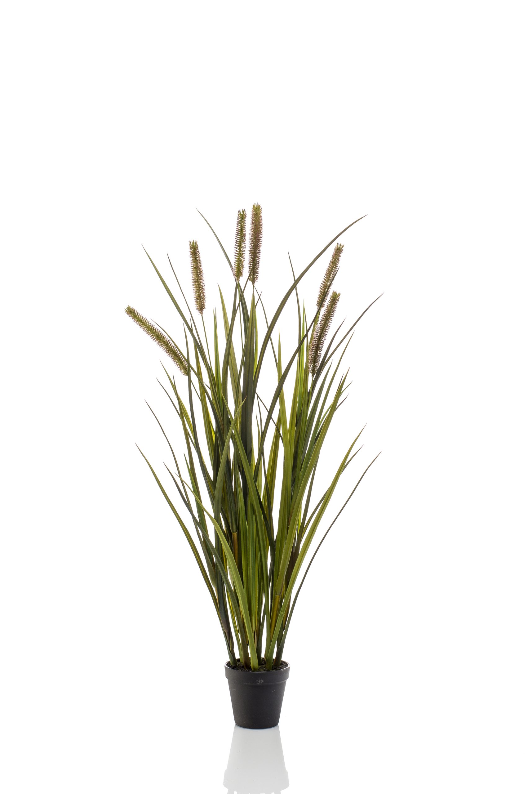 Gras pluim plant - H85 cm