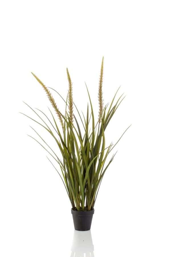 Gras smalle pluim plant - H90 cm