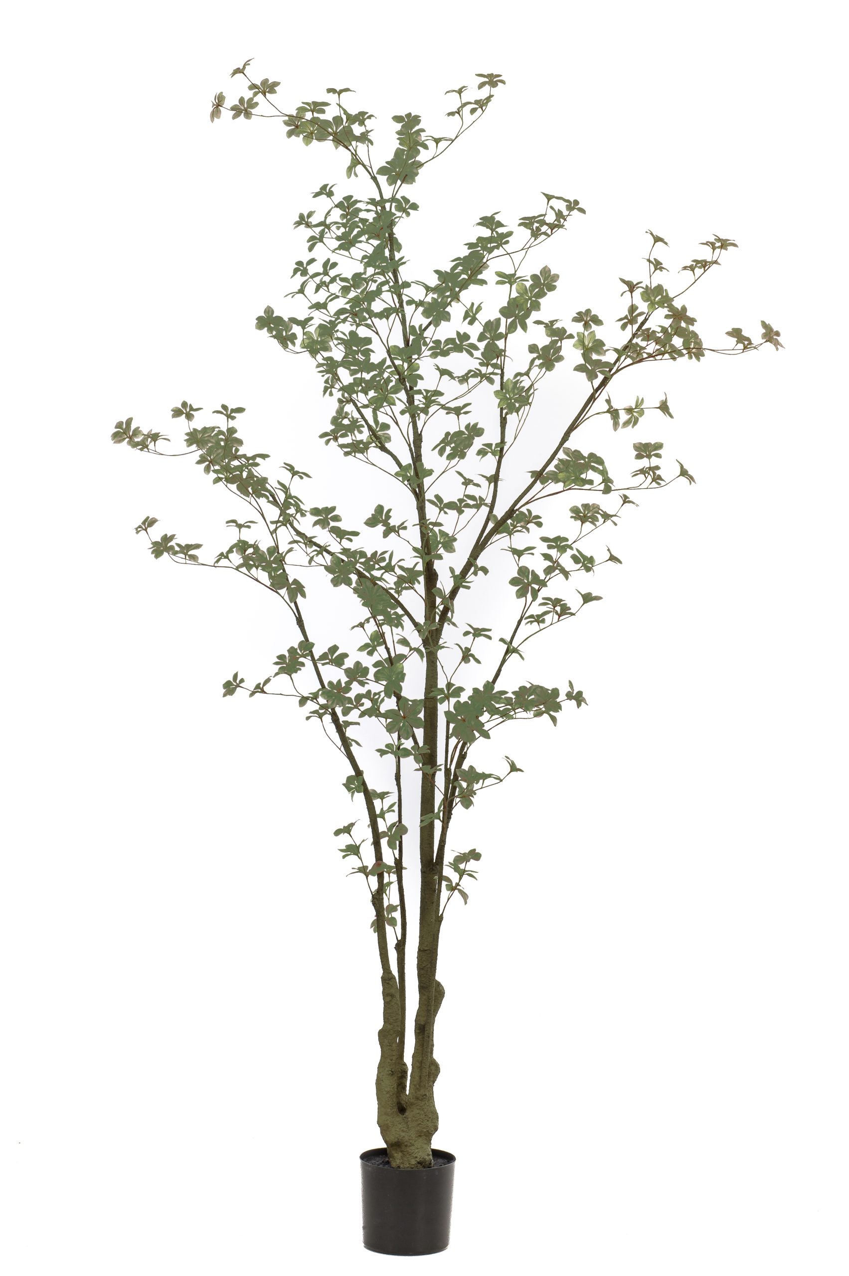 Oost-Indische kers plant/boom Tropaeolum speciosum - H270 cm