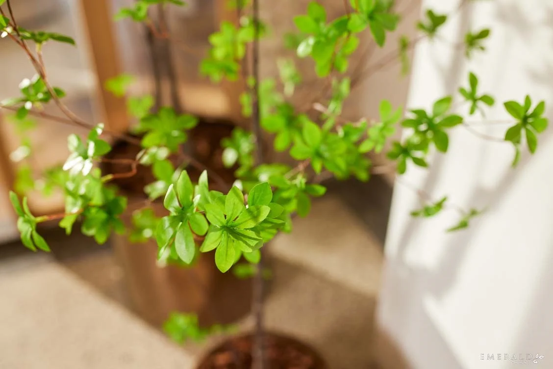 Oost-Indische kers plant/boom tropaeolum speciosum - H150 cm - Afbeelding 3