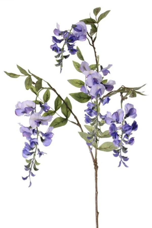 Blauwe regen Wisteria 105 cm