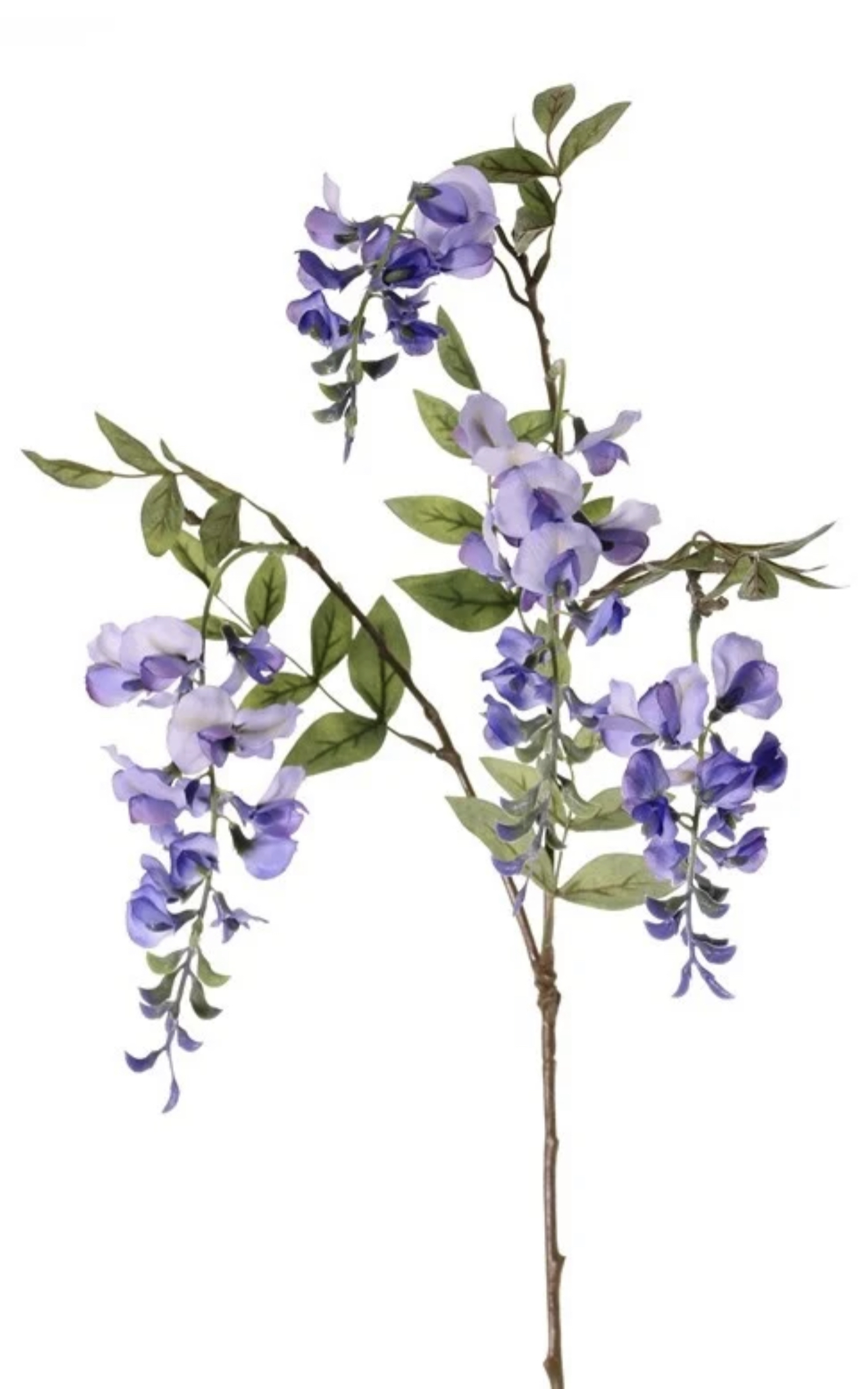 Blauwe regen Wisteria 105 cm