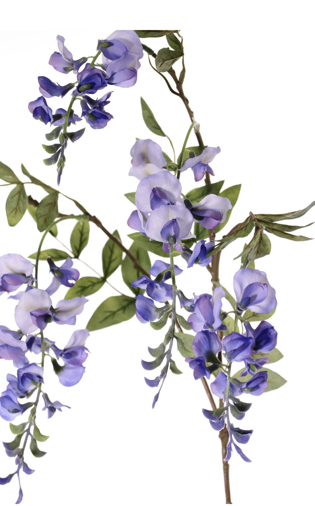 Blauwe regen Wisteria 105 cm - Afbeelding 2
