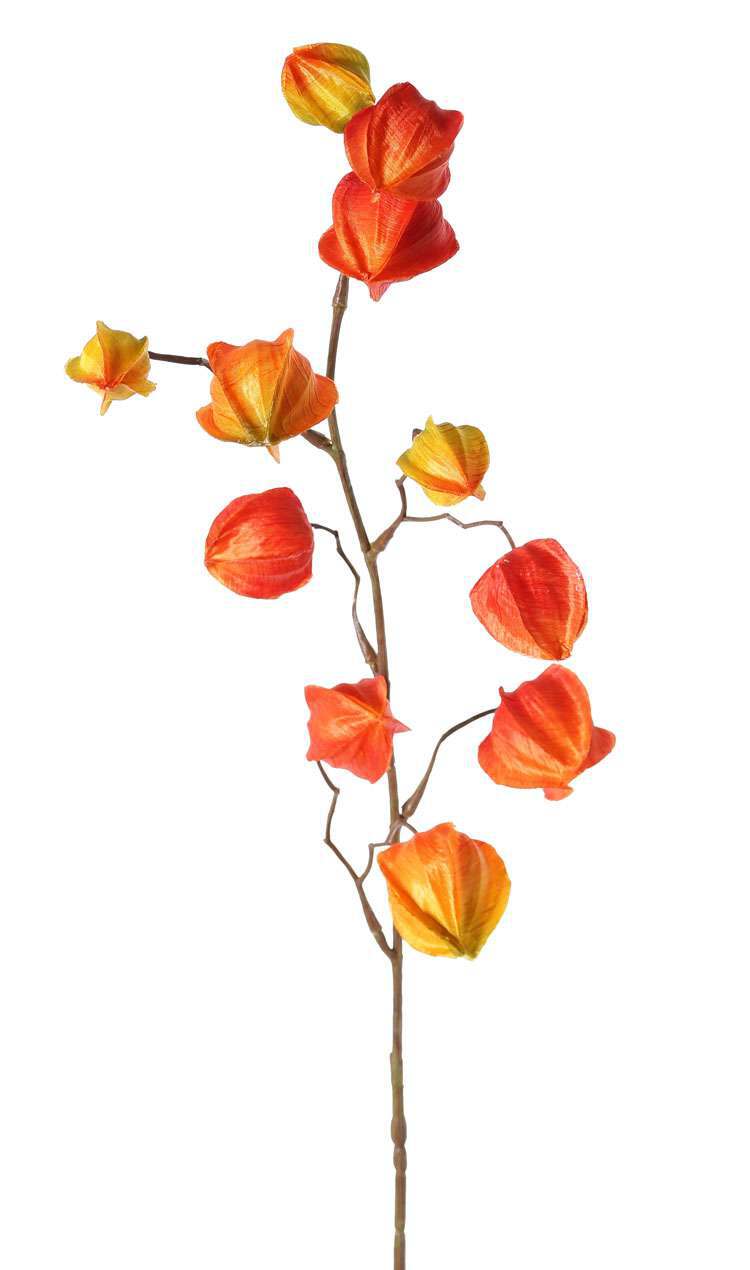 Physalis tak lampiontak oranje