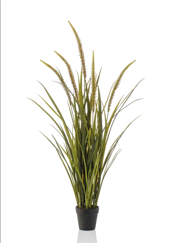 Gras smalle pluim plant -H115cm