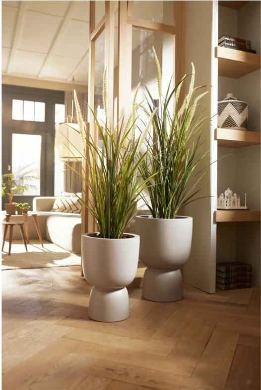 Gras smalle pluim plant -H115cm - Afbeelding 2
