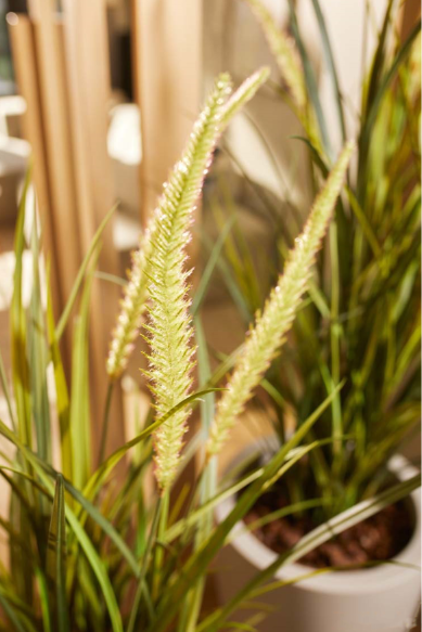 Gras smalle pluim plant -H115cm - Afbeelding 4