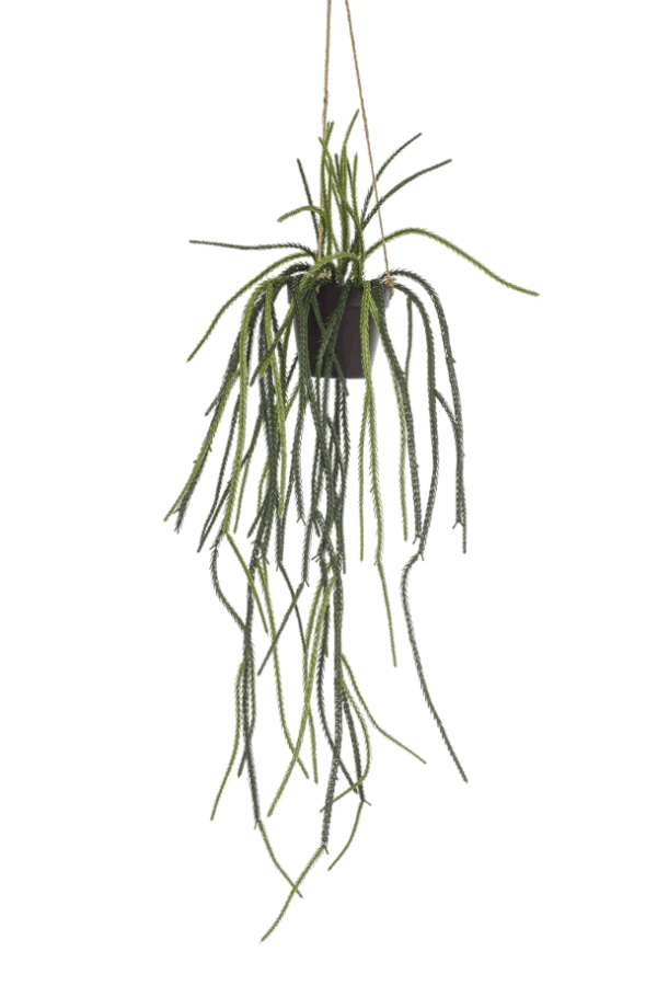 Rhypsalis hangend plantje -H85cm