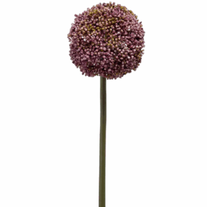 Allium tak paars -H75 cm
