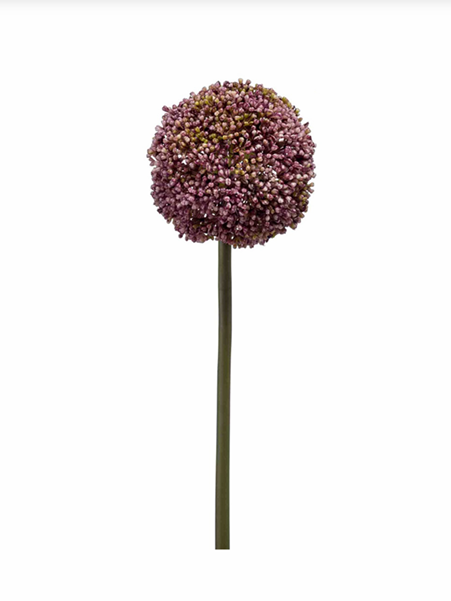 Allium tak paars -H75 cm