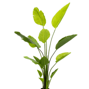 Strelitzia Nicolai -H150 cm