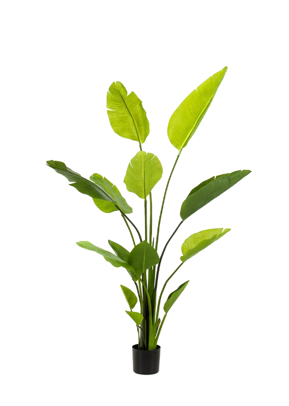 Strelitzia Nicolai -H150 cm