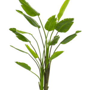 Strelizia Nicolai -H180 cm