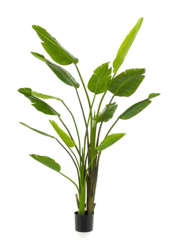Strelizia Nicolai -H180 cm