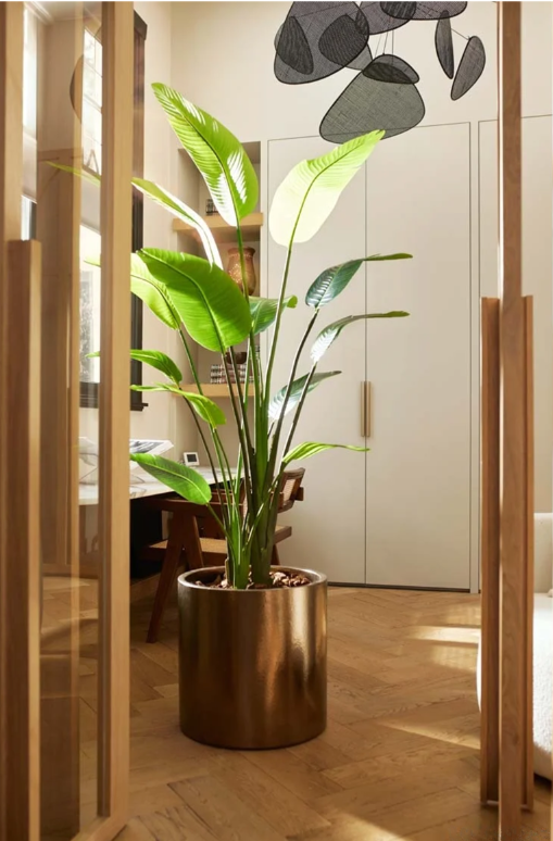 Strelizia Nicolai -H180 cm - Afbeelding 2