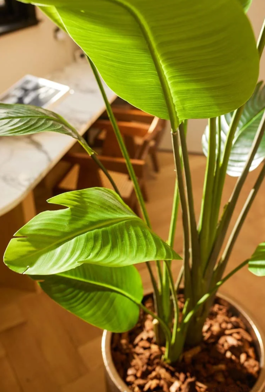 Strelizia Nicolai -H180 cm - Afbeelding 3