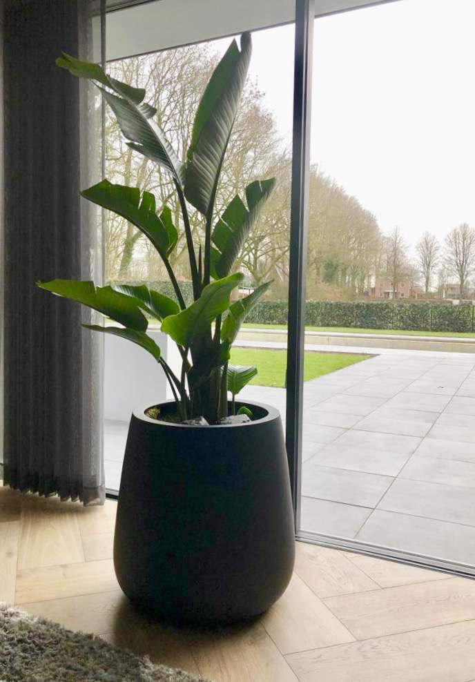 Bloempot Venna mat zwart hoogte 67 cm VTW - Afbeelding 3