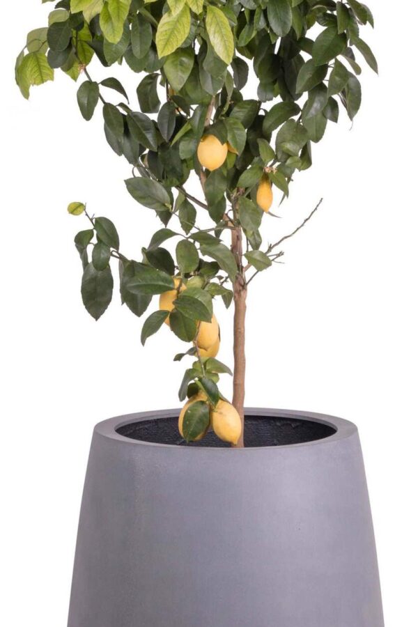 Bloempot Venna mat grijs hoogte 67 cm VTW