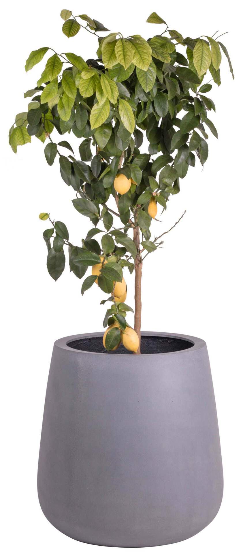 Bloempot Venna mat grijs hoogte 67 cm VTW