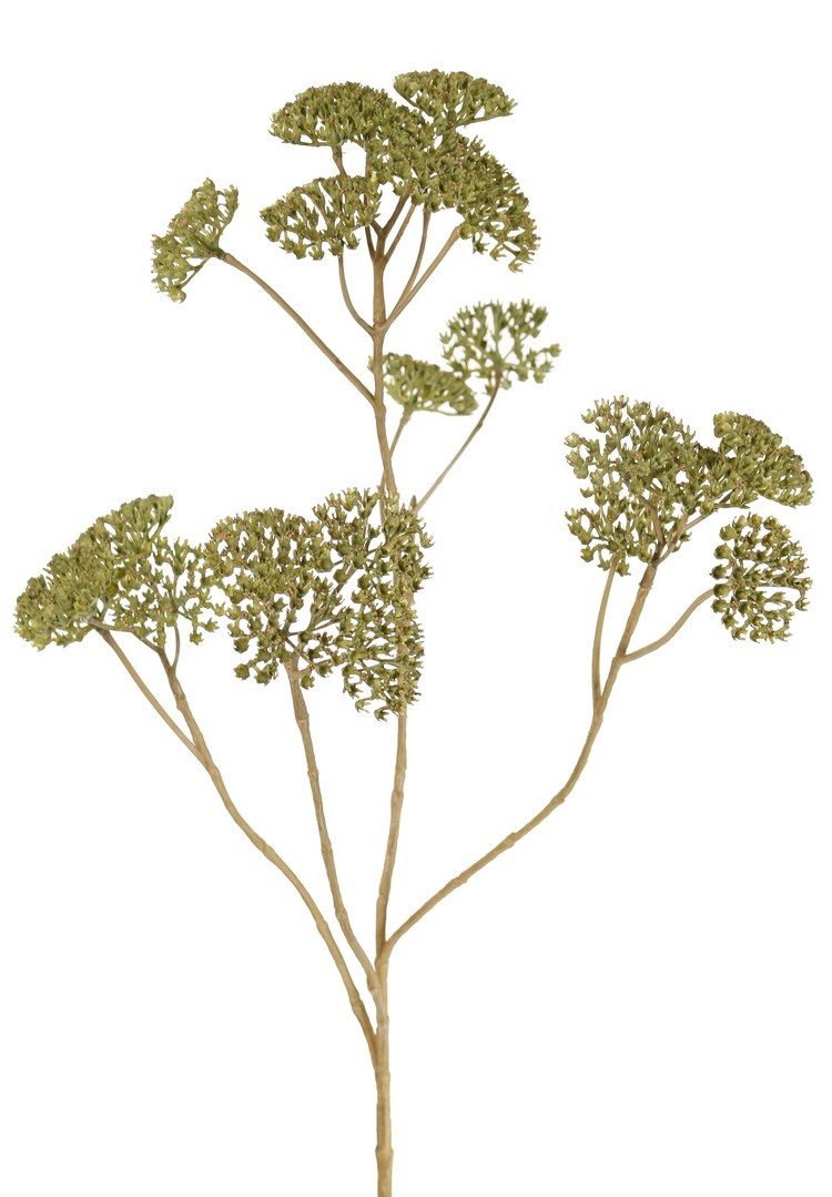 Duizendblad achillea groen 71 cm