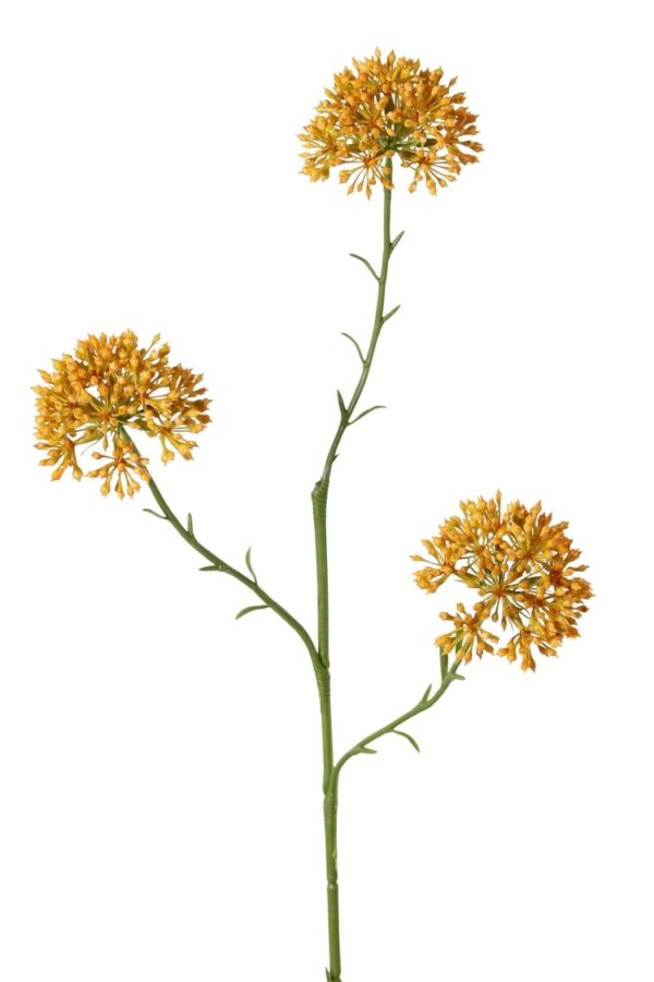 Allium bolletje sierui oranje 65 cm