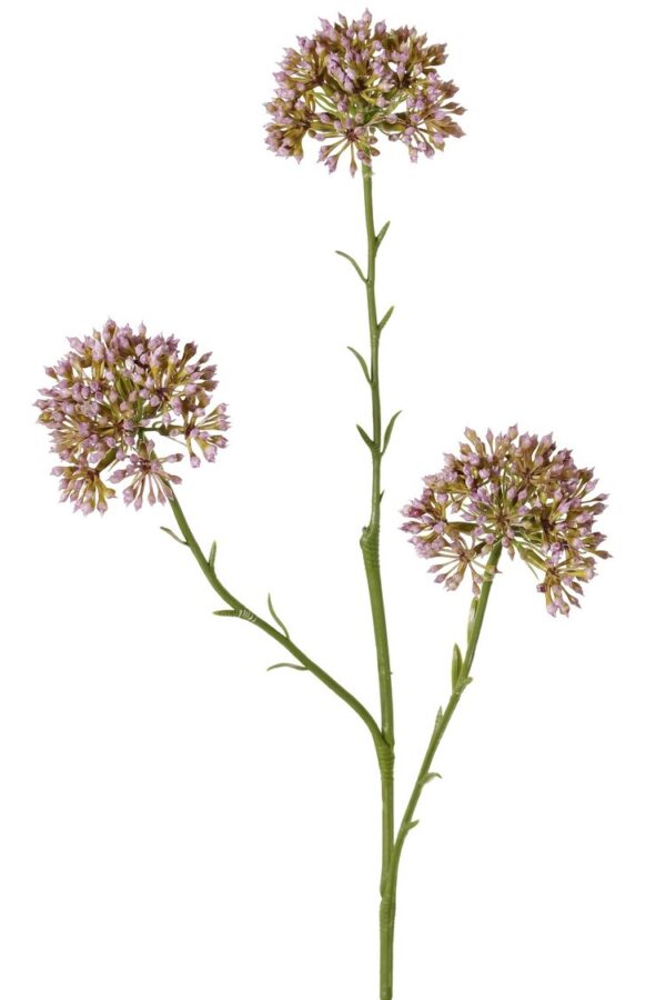 Allium bolletje sierui lila 65 cm