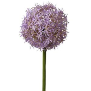 Allium bol bloeiend lila / paars