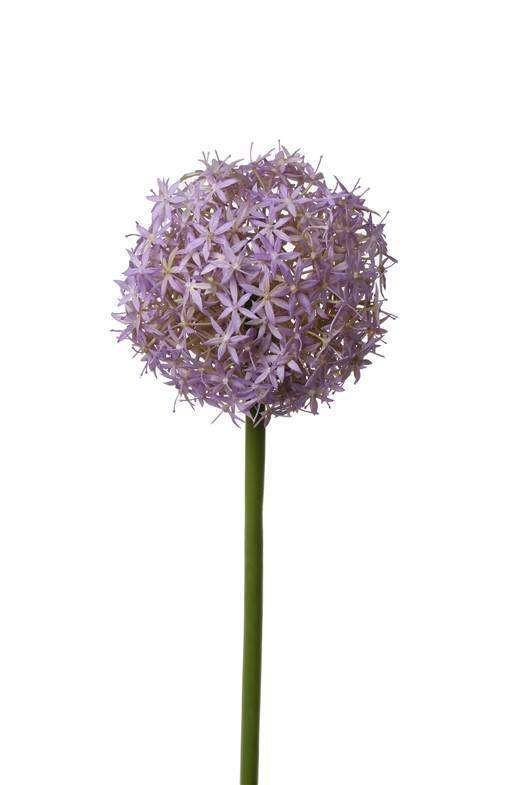 Allium bol bloeiend lila / paars