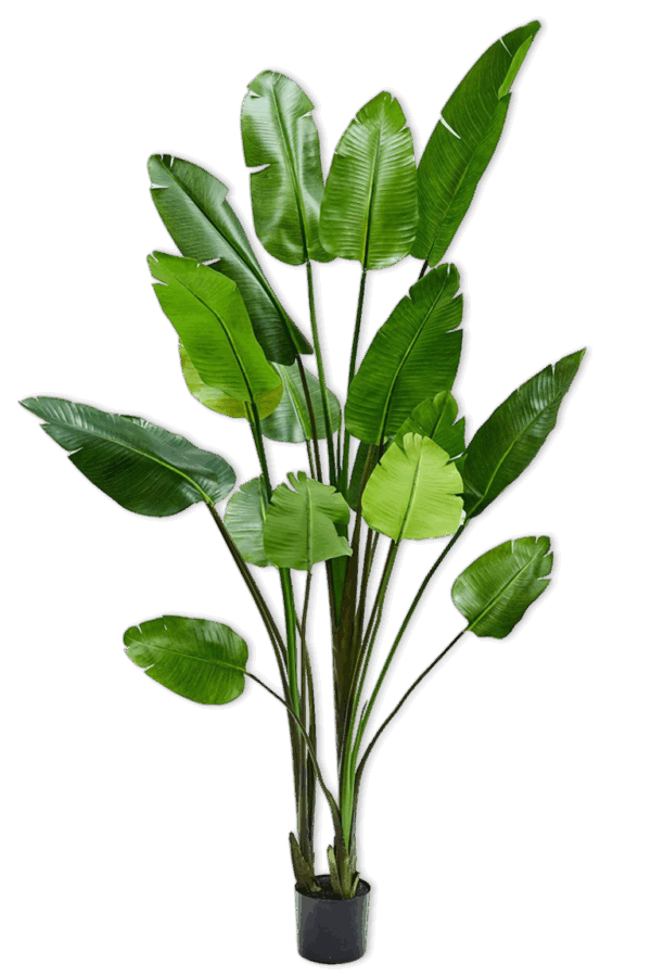 Strelitzia zijden plant 243 cm hoog Silk-ka