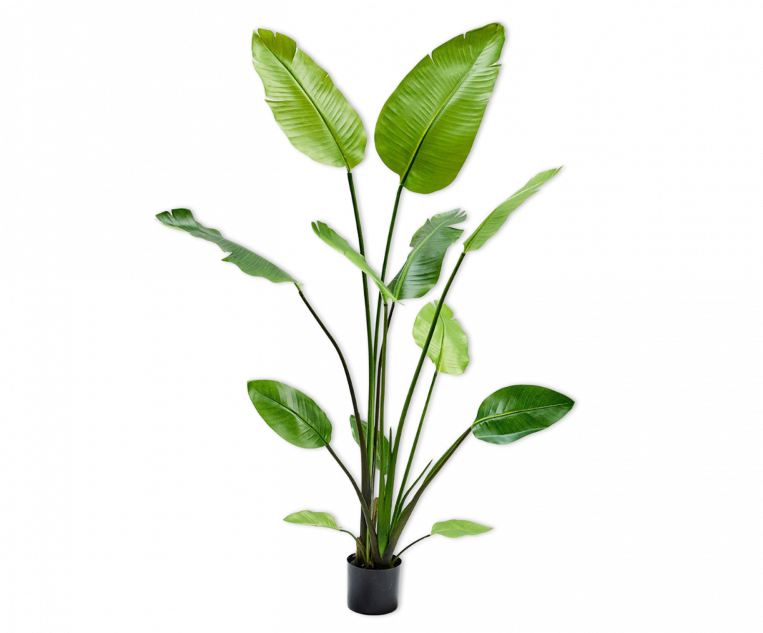 Strelitzia zijdenplant ( bananenplant ) 150 cm Silk-ka