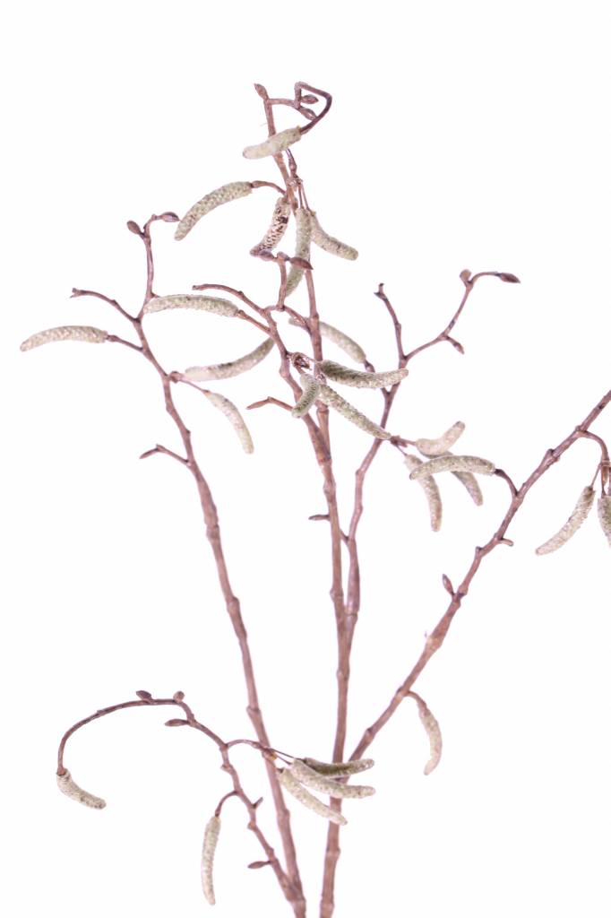 Berkenkatjes tak 66 cm - Afbeelding 3