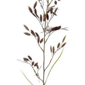 Briza trilgras bruin