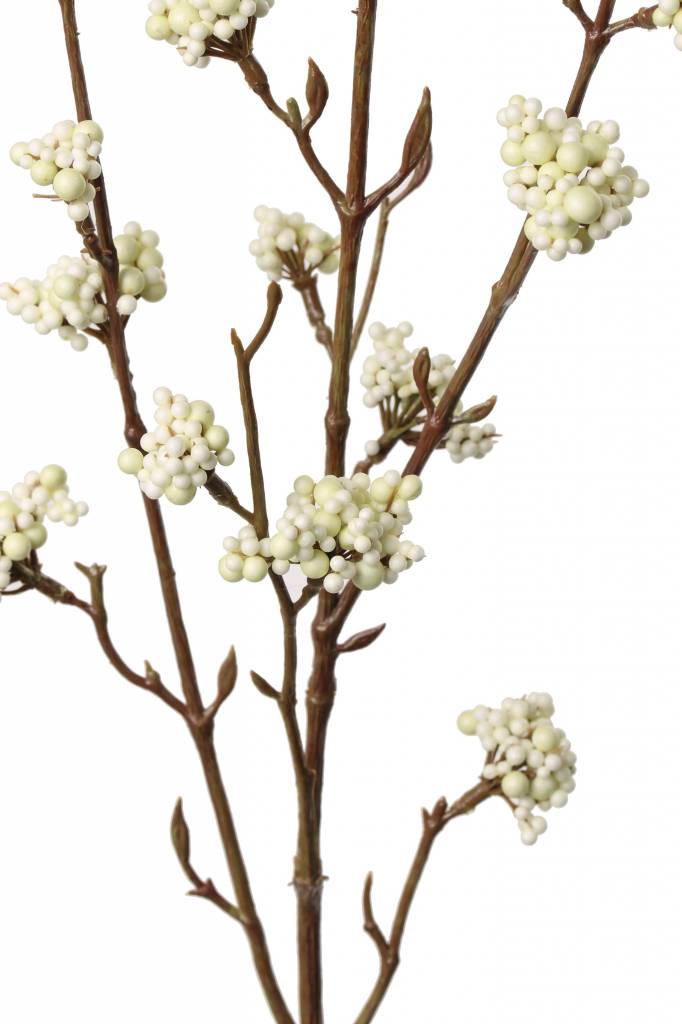 Callicarpa tak wit / creme 81 cm - Afbeelding 2