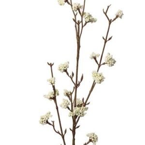 Callicarpa tak wit / creme 81 cm