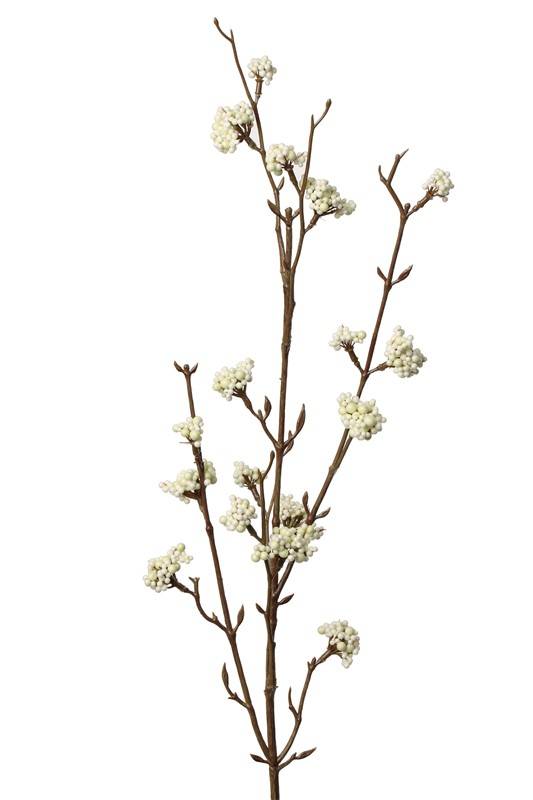Callicarpa tak wit / creme 81 cm