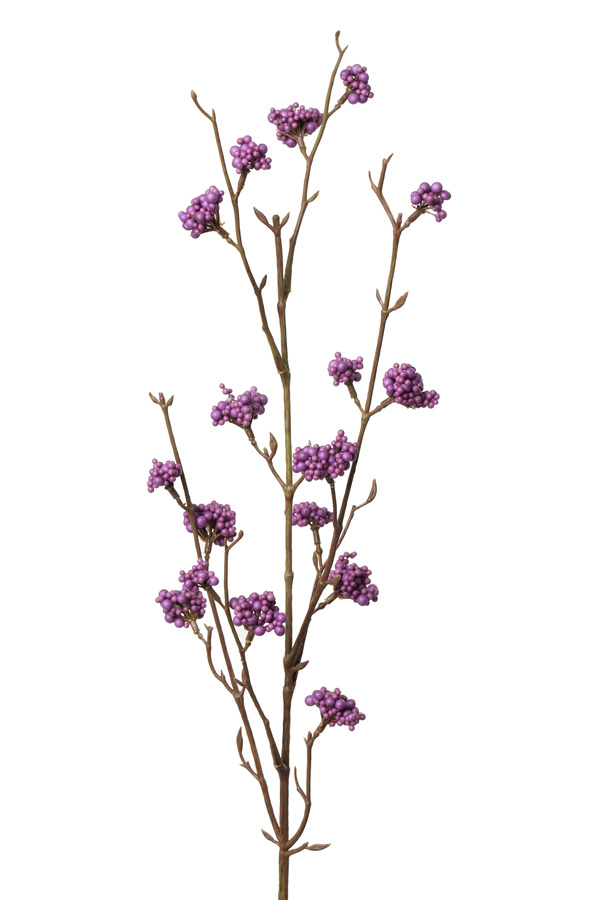 Callicarpa tak paars 81 cm