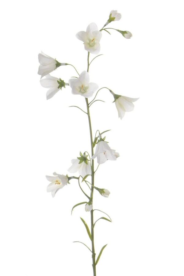 Campanula klokjesbloem wit 70 cm