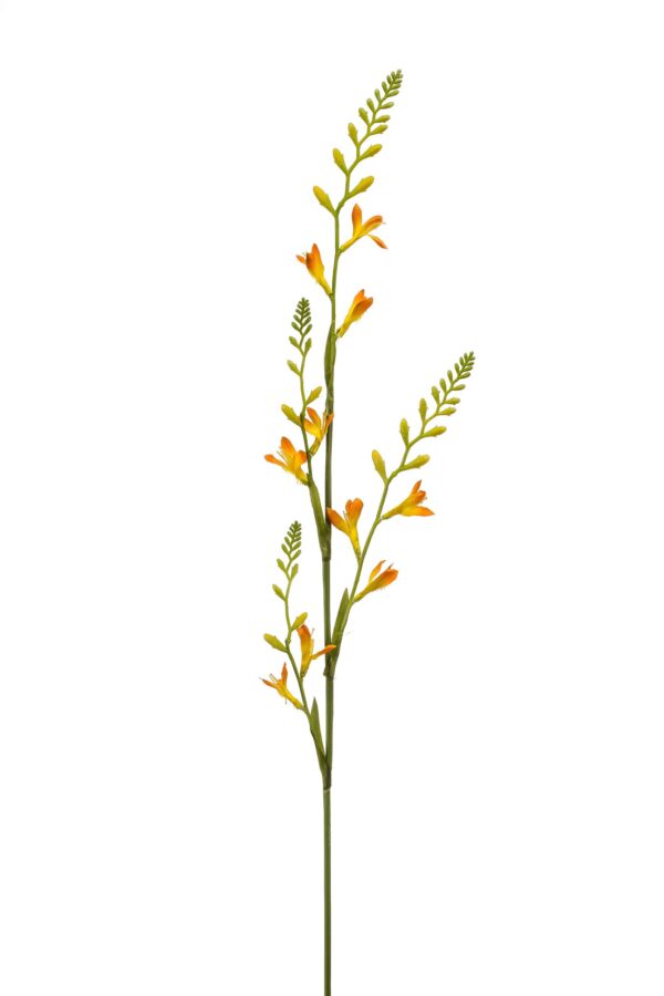 Crocosmia Montbretia geel 93 cm
