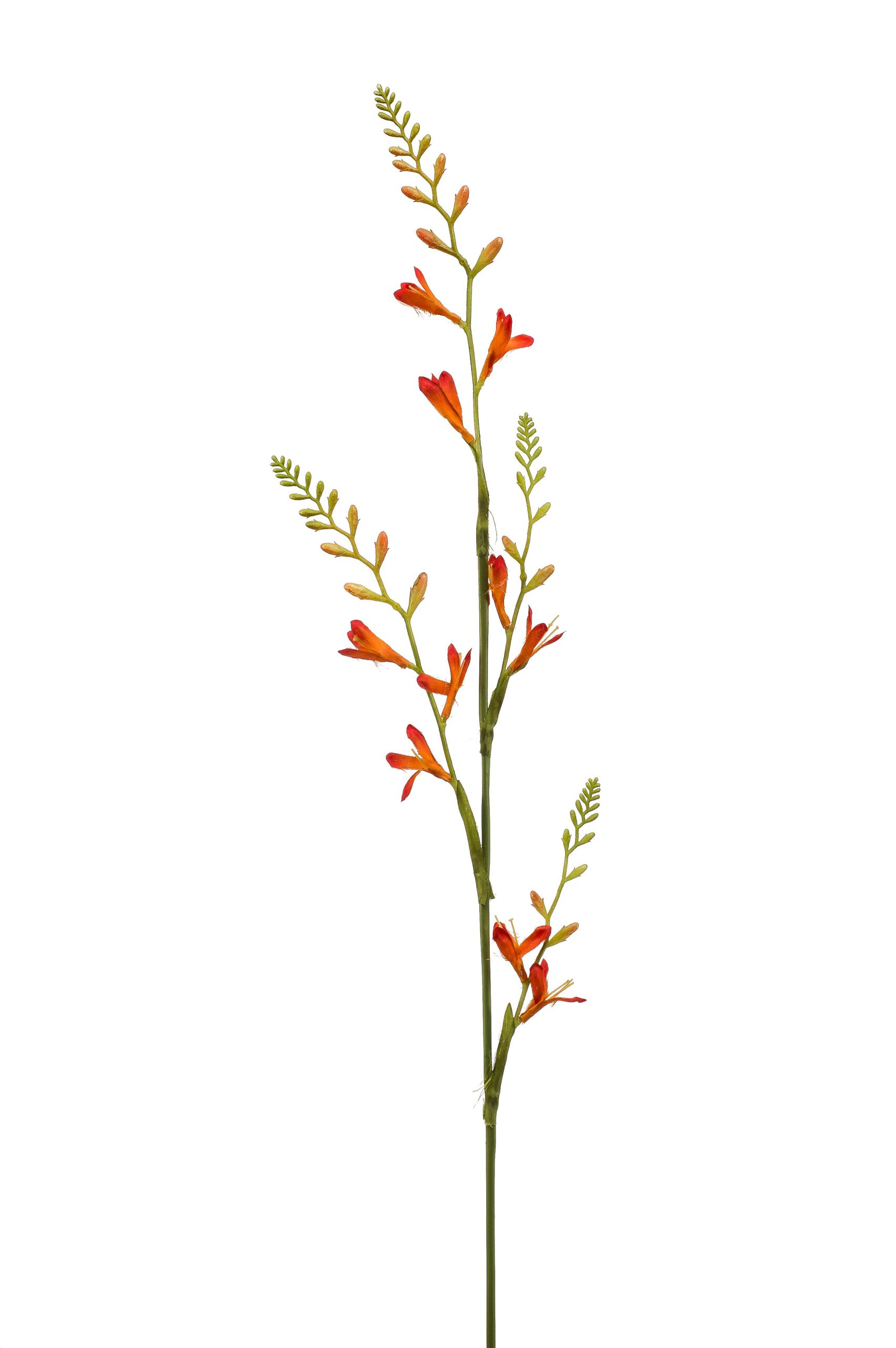 Crocosmia Montbretia oranje H93 cm