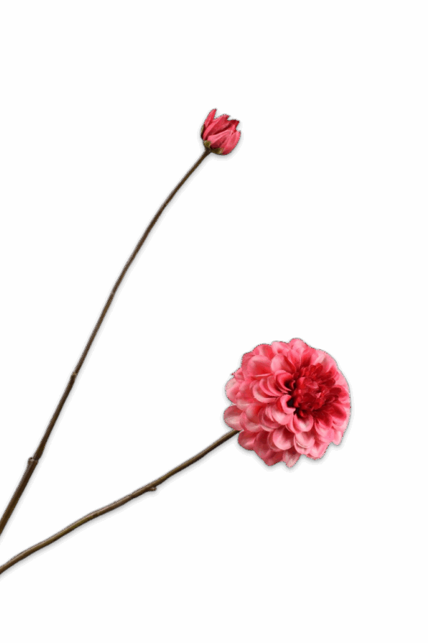 Dahlia tak roze/beauty 86 cm Silk-ka