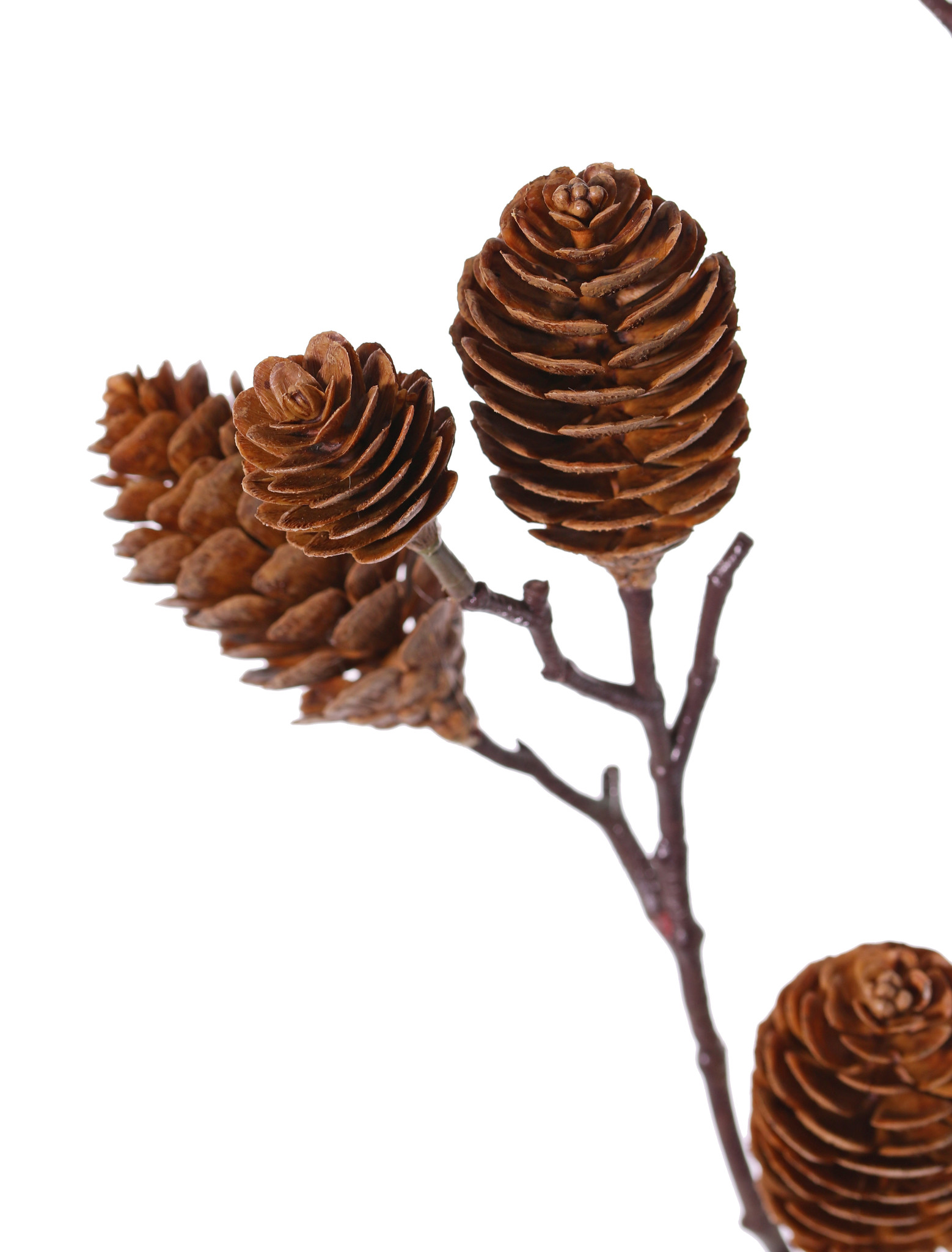 Denneappeltak groot 98 cm - Afbeelding 2