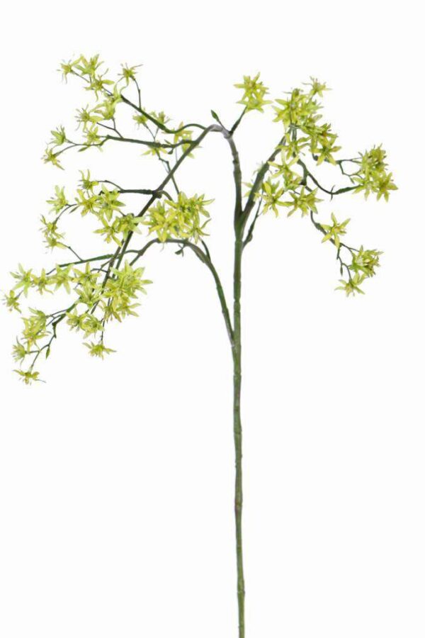 Deutzia bruidsbloem 90 cm