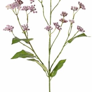 Eupatorium leverkruid lila 80 cm